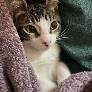 Meet your Posher, Paula